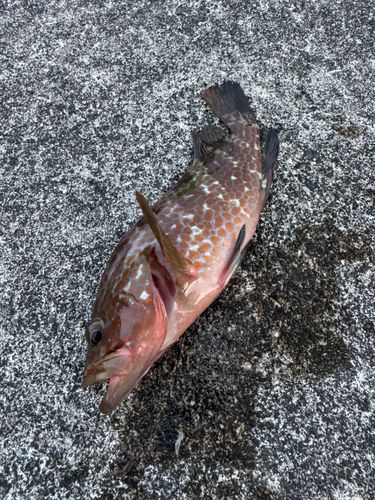 キジハタの釣果