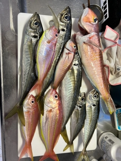 アカアマダイの釣果