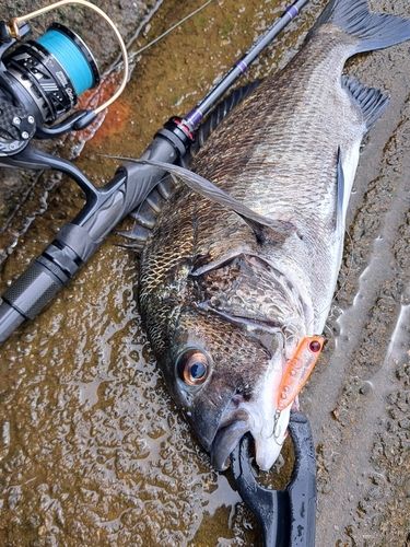 チヌの釣果