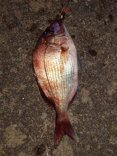 チャリコの釣果