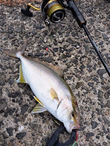 ネリゴの釣果