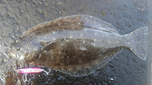 ヒラメの釣果