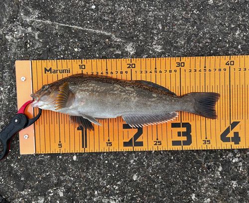 アブラコの釣果