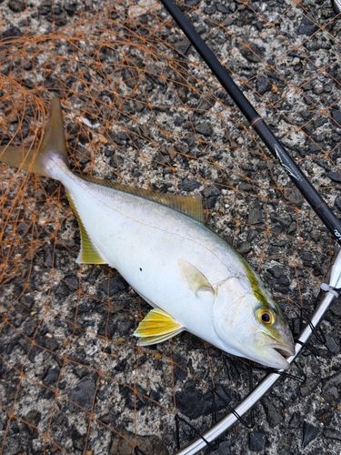 ネリゴの釣果
