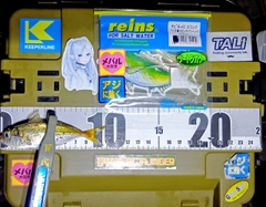 マアジの釣果