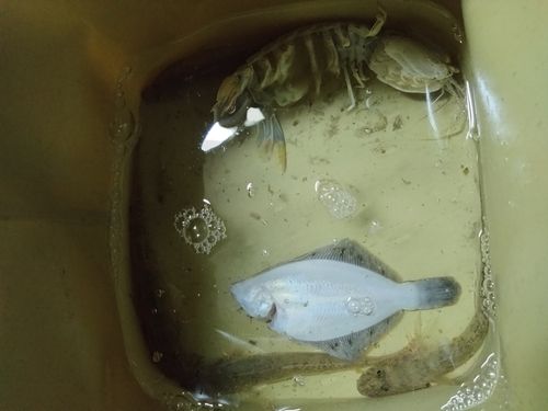 シャコの釣果