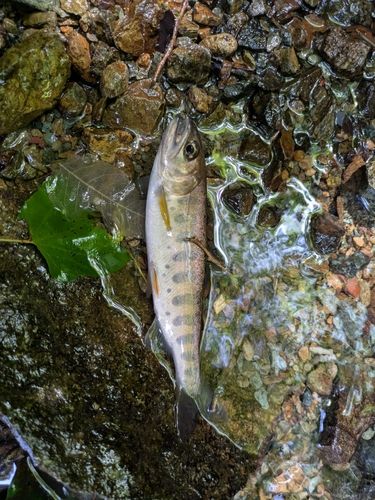 ヤマメの釣果