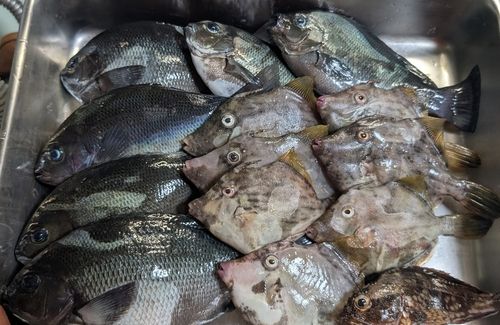 カワハギの釣果