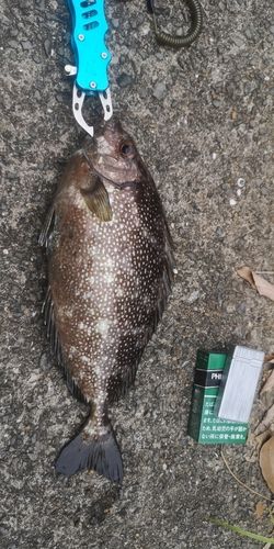 アイゴの釣果