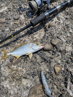 ショゴの釣果