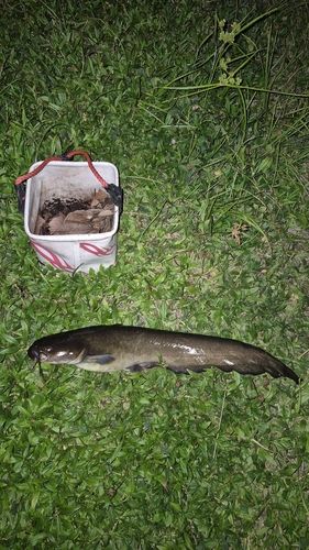 ナマズの釣果