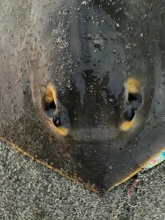 エイの釣果