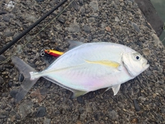 メッキの釣果