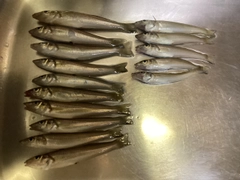 シロギスの釣果