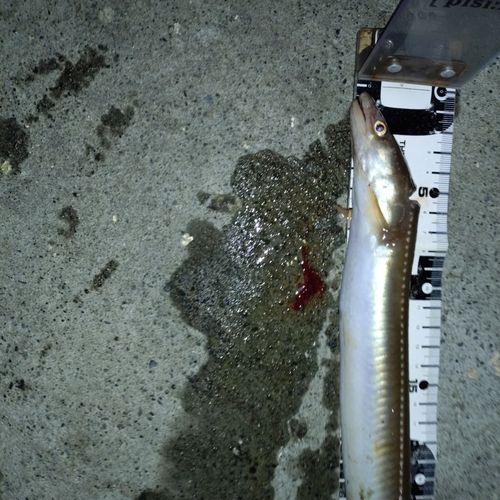 アナゴの釣果