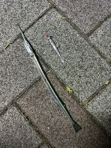 ダツの釣果