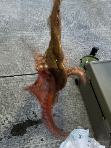 タコの釣果