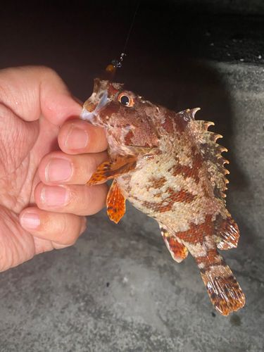 ヨロイメバルの釣果