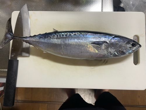 マルソウダの釣果