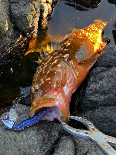 キジハタの釣果