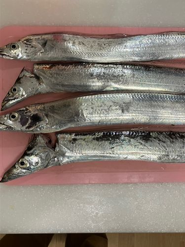 タチウオの釣果