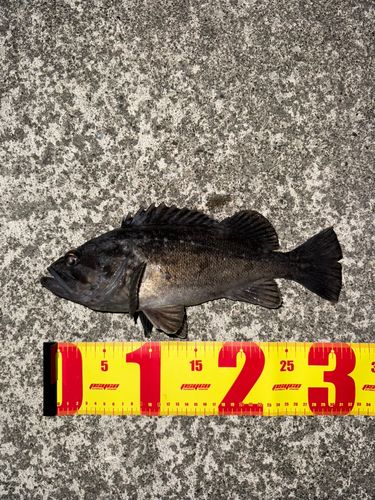 クロソイの釣果