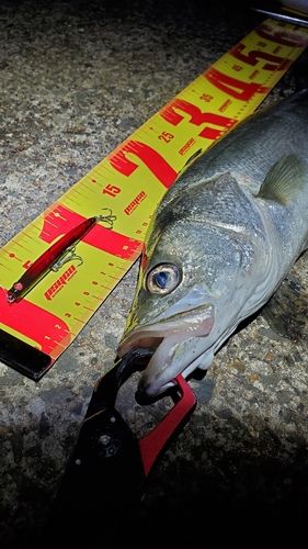フッコ（マルスズキ）の釣果
