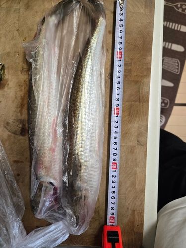エソの釣果