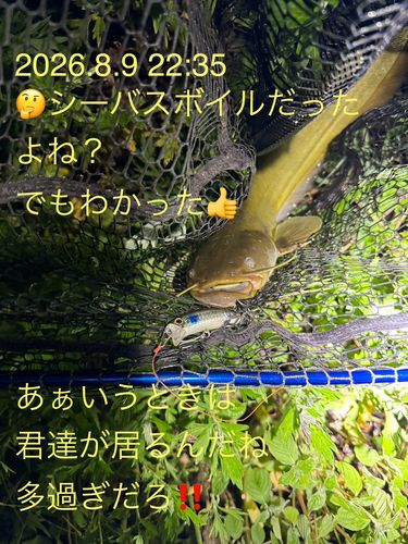 ニホンナマズの釣果