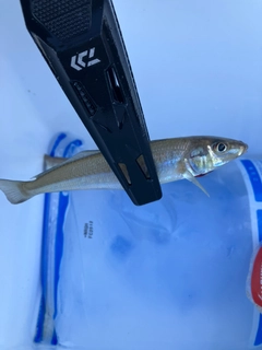 キスの釣果