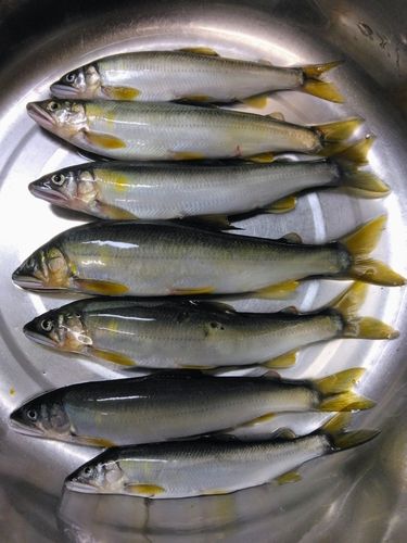 アユの釣果