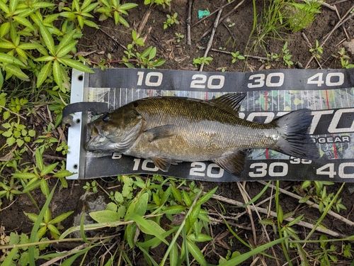 スモールマウスバスの釣果