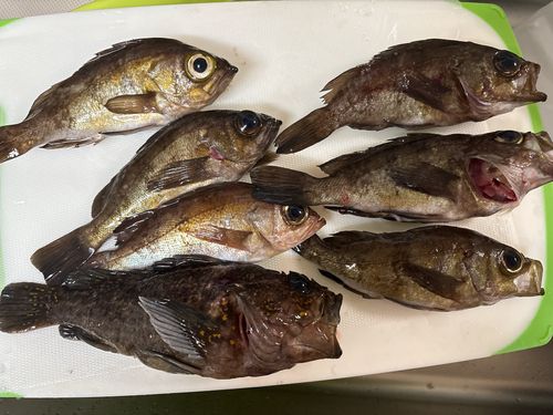 シロメバルの釣果
