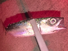 サバの釣果