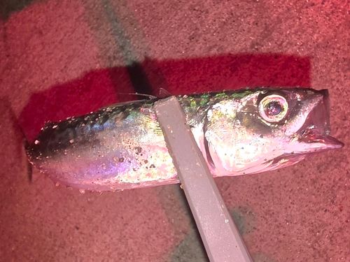 サバの釣果