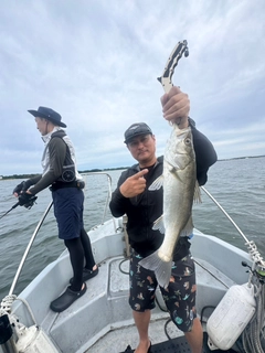 シーバスの釣果