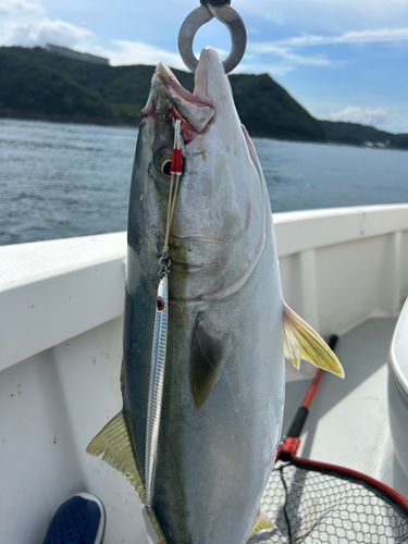 ハマチの釣果