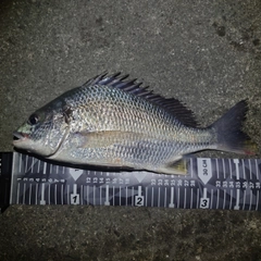 キビレの釣果