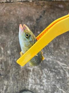 ワカシの釣果