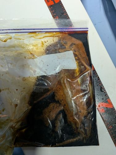 スルメイカの釣果