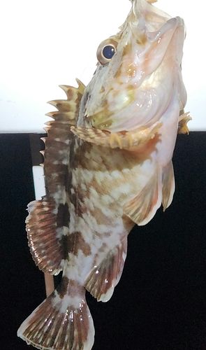 カサゴの釣果