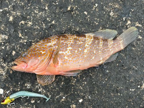 キジハタの釣果