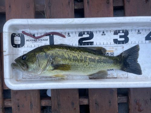 弁慶フィッシングクラブで釣れたブラックバスの釣り・釣果情報