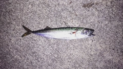 マサバの釣果