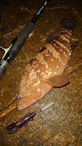 キジハタの釣果