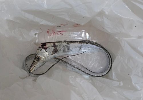 タチウオの釣果