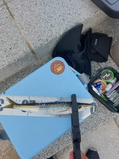 カマスの釣果