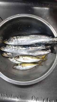 イワシの釣果