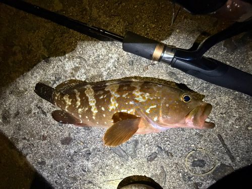 キジハタの釣果