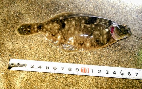 マコガレイの釣果
